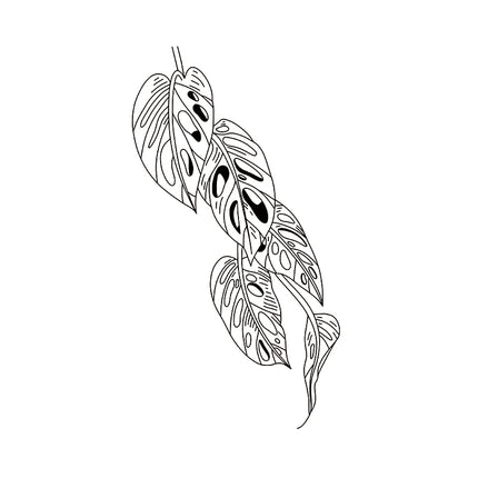 Monstera’s Grace